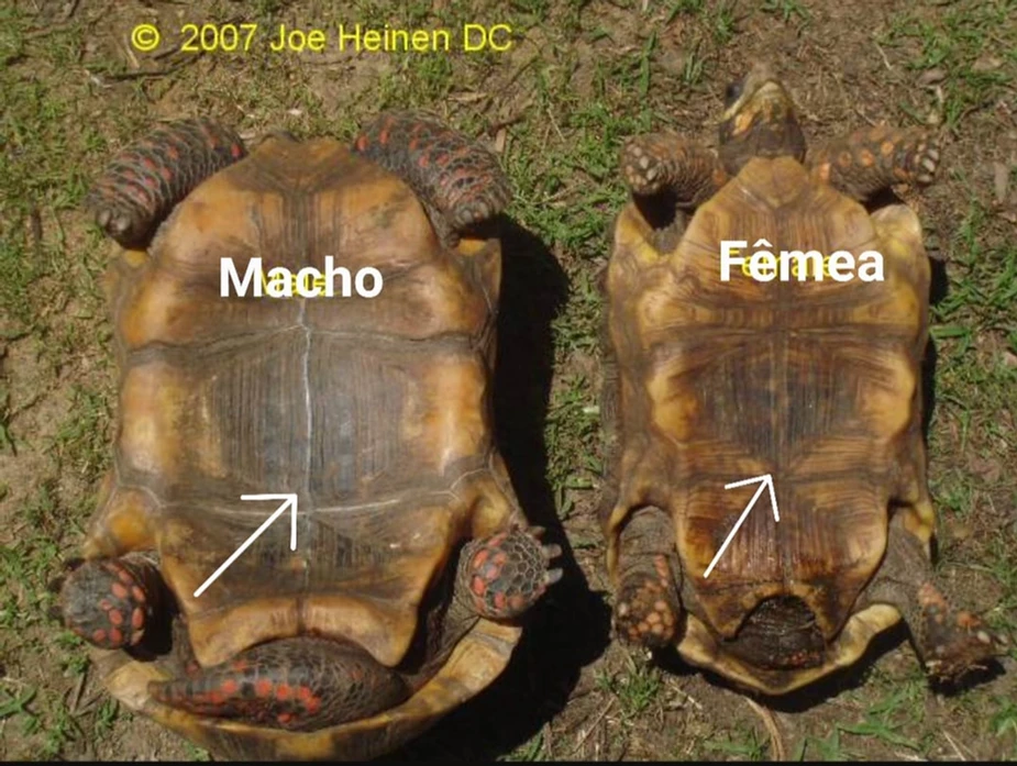 Como descobrir o sexo da tartaruga